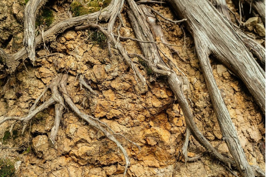 Improving clay soils: How to transform a landscape liability into a valuable asset.