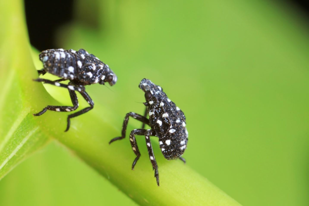 A close-up of bugs on a green leaf

AI-generated content may be incorrect.