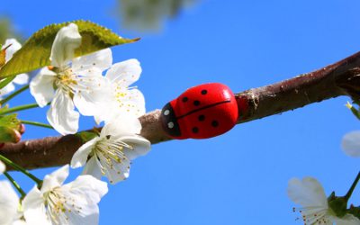 Bugs That Are Good For Your Trees