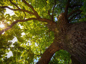 Products For Your Trees: We Pick The Very Best On The Market